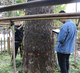 古樹(shù)安全性檢測(cè)